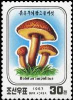 (1987-007) Марка Северная Корея "Полубелый гриб"   Грибы III Θ